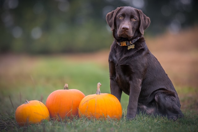 dog next to pumpkins